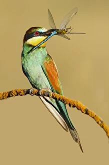 Food In Beak Gallery: European Bee-eater - adult perched with prey
