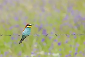 Ardea Sub Prints: European Bee-eater - adult perching on a barbed wire fence with wild flowers behind - Southern Spain