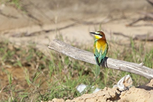 Images Dated 2nd May 2010: European Bee-eater - adult perching on a branch