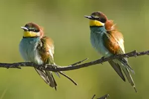 European Bee-Eater - Two birds perched near nest site