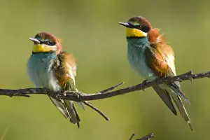 Bee Eater Prints: European Bee-Eater - Two birds perched near nest site - Extremadura - Spain
