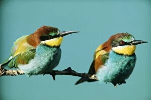 European BEE-EATER - two on branch