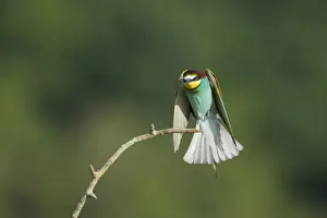 Bee Eater Prints: European Bee-Eater - Coming in to land on a perch Merops apiaster Hungary BI015552