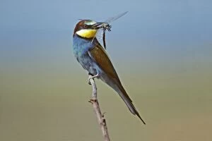 Images Dated 7th June 2007: European Bee-eater - with dragonfly in beak, Coto Donana national park, Spain