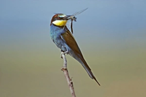 European Bee-eater - with dragonfly in beak