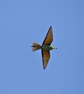 Middle East Prints: European Bee-eater - in flight with Bee in bill - Southern Turkey - May