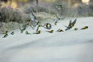 Bee Eater Prints: European Bee-Eater - flock taking a dust bath on a sandy track, Alentejo, Portugal