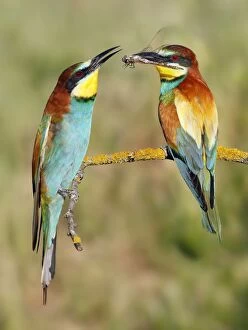 Food In Beak Gallery: European Bee-eater - male offering prey to female