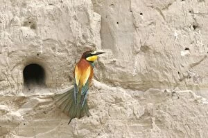 Images Dated 15th May 2005: European Bee-eater - at nest. Bulgaria