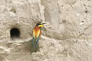 Bee Eater Prints: European Bee-eater - at nest. Bulgaria