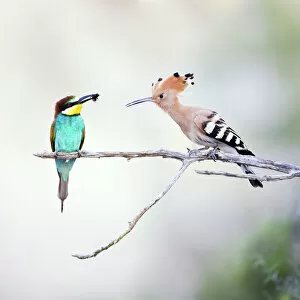European Bee Eater - Perched with a honey bee in its bill being approached by a Eurasian Hoopoe (Upupa epops)