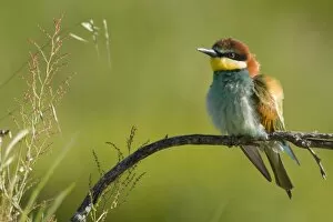 Images Dated 6th May 2004: European Bee-Eater - Perched near nest site