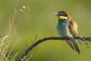 Images Dated 6th May 2004: European Bee-Eater - Perched near nest site