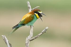 Images Dated 12th May 2010: European Bee-eater - regurgitating a pelet
