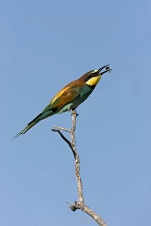 Images Dated 28th February 2006: European Bee-Eater Sitting on a perch flipping a wasp around. Etosha National Park. Namibia, Africa