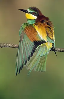 Bee Eater Prints: European Bee-eater - stretching wing