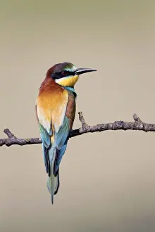 Passerines Prints: European Bee-eater - summer - Spain