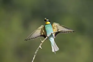 Bee Eater Prints: European Bee-Eater - Taking off Merops apiaster Hungary BI015545