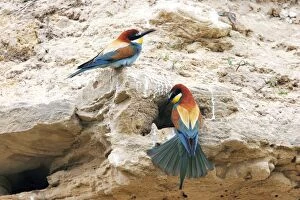 Images Dated 15th May 2005: European Bee-eater - two. Bulgaria