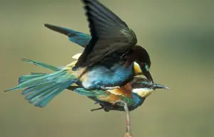 Bee Eater Prints: European Bee-eater USH 446 Pair copulating