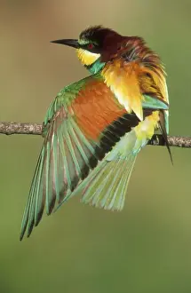 Bird Prints: European Bee-eater USH 453 Stretching wing muscles