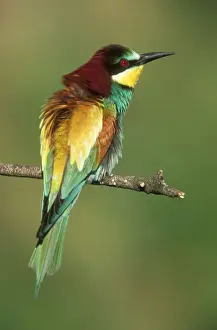 Bird Prints: European Bee-eater USH 454 Sunbathing