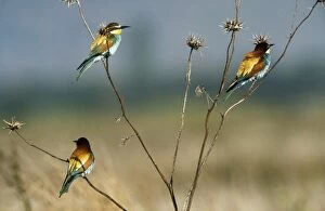 European Bee-eaters - x 3 on branches
