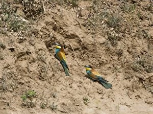 Images Dated 6th April 2008: European Beeaters at nest hole, Ronda Spain June