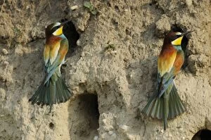 European Beeaters - at nest holes