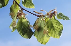 Images Dated 10th August 2005: European Beech - leaves & blossom