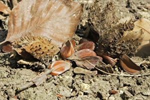 Images Dated 12th April 2007: European Beech - seed