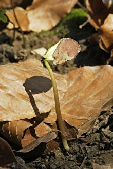 Images Dated 12th April 2007: European Beech - seedling Alsace France