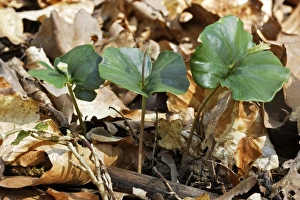 Images Dated 12th April 2007: European Beech - seedlings Alsace France