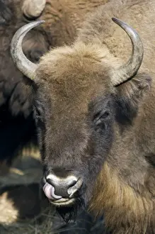 European Bison - adult female - cleaning it's nostrils - Okskii Wildlife Reserve - near Ryazan - central Russia - autumn - September Ok39. 1572