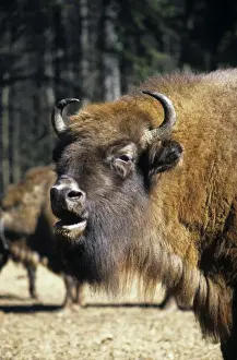 Bisons Prints: European Bison - adult female grazes with others in a herd - Bialowieza Nature Park - Belorussia - Spring Bl31