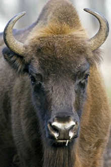 Images Dated 24th October 2006: European Bison - adult female - ruminates after complementary feeding - Okskii Wildlife Reserve