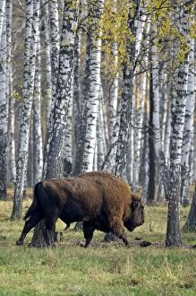 Images Dated 24th October 2006: European Bison - adult male - birch forest of Okskii Wildlife Reserve - near Ryazan - central