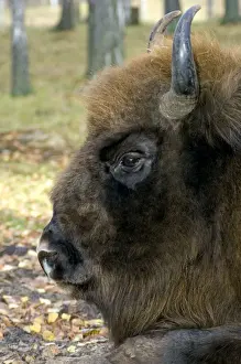 European Bison - adult male bull lying down - mixed forest of Okskii Wildlife Reserve - near Ryazan - central Russia - autumn - September Ok39. 1548