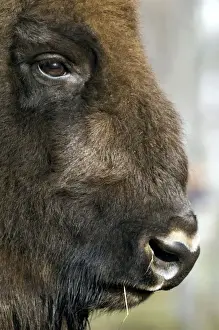 European Bison - adult male bull - ruminates after feeding - mixed forest of Okskii Wildlife Reserve - near Ryazan - central Russia - autumn - September Ok39. 1589