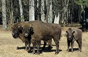 Fathers Prints: European Bison - adults and juvenile - in Bialowieza Nature Park - Belorussia - Spring Bl31