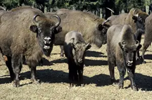 European Bison - adults and juveniles - in Bialowieza Nature Park - herd garthers at supplementary feeding point - Belorussia - Spring Bl31. 2201