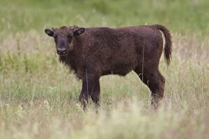 European Bison calf European Bison calf standing in mead