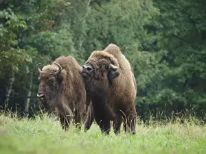 European Bison - cow and bull. Germany
