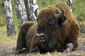European Bison - a huge adult male bull - part of a larger herd living wild in a mixed forest of Okskii Wildlife Reserve - near Ryazan - central Russia - autumn - September Ok39. 1535
