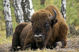 Images Dated 24th October 2006: European Bison - a huge adult male bull lying down - part of a larger herd living wild in a mixed