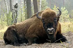 European Bison - large adult male bull lying down - part of a larger herd living wild in a mixed forest of Okskii Wildlife Reserve - near Ryazan - central Russia - autumn - September Ok39. 1545