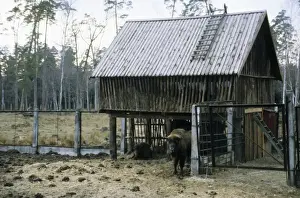 Bisons Prints: European Bison - a shelter and feeding place inside a corral - Bialowieza Nature Park - Belorussia - Spring Bl31