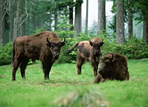 Herds Prints: European Bison SM 372 © Stefab Meyers ARDEA LONDON