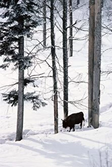 European Bison - In snow in forest