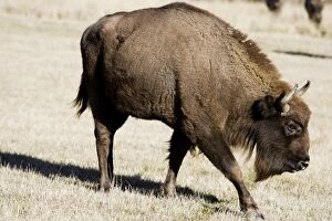 Images Dated 21st December 2005: European Bison / Wisent